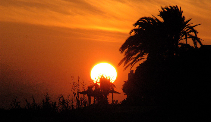 sunset over palm tree
